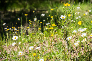 Bunch of wild camomile meadow close up in Monschau , Germany
