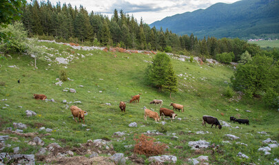 Herd of cows in green meadow surrounded by coniferous forest