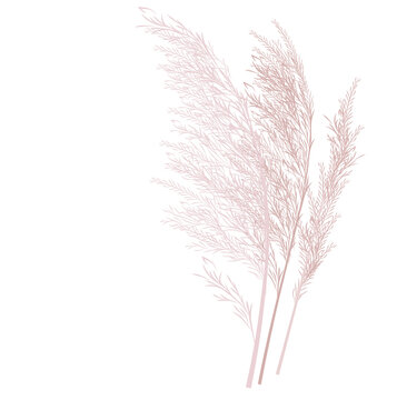 Vector stock illustration of pampas grass. Cream branch of dry grass. Panicle Cortaderia selloana South America, feather flower head plumesstep. Soft pink color. Template for a wedding card.