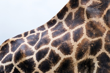 Giraffe pattern against blue sky showing detailed giraffe body and back