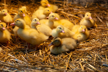 A group of little yellow ducklings sitting on a straw in a barn. Breed of ducks Mularda.