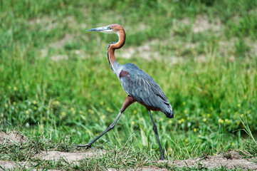 goliath heron