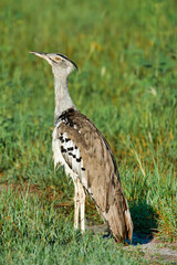kori bustard