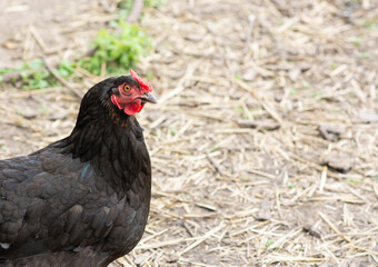 A black chicken walks free in the poultry yard in the village.