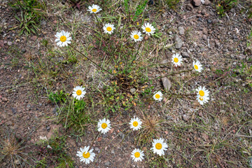 Bunch of wild camomile meadow close up in Monschau , Germany