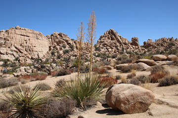 Joshua Tree National Park, California, USA