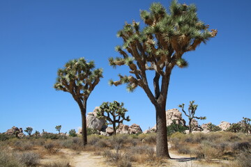 Joshua Tree National Park, California, USA