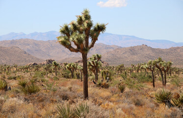 Joshua Tree National Park, California, USA