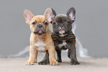 Pair of red fawn and chocolate brindle colored French Bulldog dog puppies with 7 weeks standing in front of gray wall