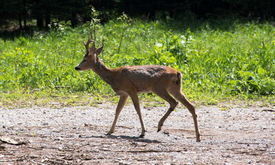 European roe deer (capreolus capreolus) photographed on the road on the Velebit mountain in Croatia