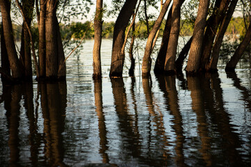 Trees submerged in water. Raised water level in the river. Reflection of trees in the water. Flood.