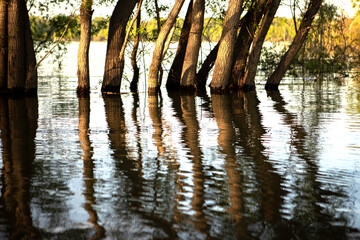 Trees submerged in water. Raised water level in the river. Reflection of trees in the water. Flood.