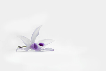 Obraz na płótnie Canvas blue iris flower on white