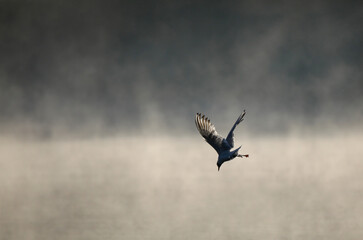 Ptaki © marcinbawiec