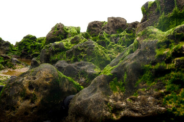 rocky beach with moss at west coast of Algarve