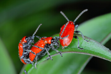 The scarlet lily beetle, red lily beetle, or lily leaf beetle (Lilioceris lilii), is insect eats the leaves, stem, buds, and flower, of lilies, fritillaries and other of the family Liliaceae.