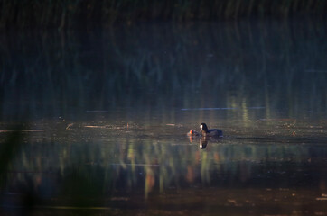 Ptaki © marcinbawiec