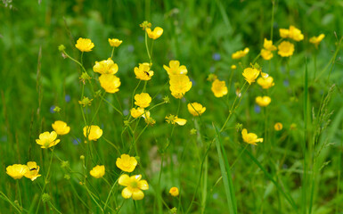 Ranunculus acris or buttercups. Common names include meadow buttercup, tall buttercup, buttercup and giant buttercup