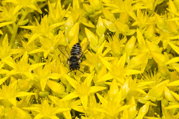 Megachilid Bee, Leafcutter Bee (Megachile spec.) on Sedum