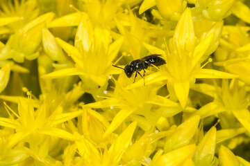 Small Wasp on Sedum