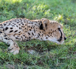 Big Cat Cheetah in a Wild Jungle