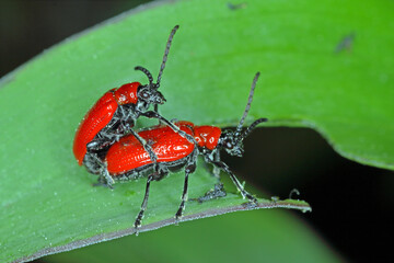 The scarlet lily beetle, red lily beetle, or lily leaf beetle (Lilioceris lilii), is insect eats the leaves, stem, buds, and flower, of lilies, fritillaries and other of the family Liliaceae.
