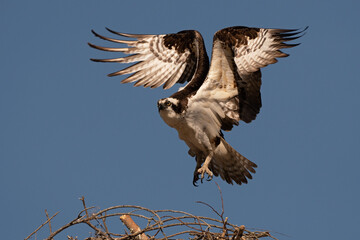 Fototapeta premium Osprey Male Lifts off from the nest