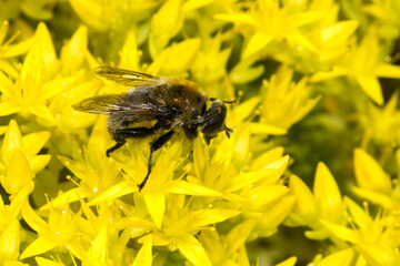 Fly on Biting Stonecrop (Sedum acre) cleaning its eyes