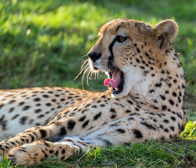Wildlife Big Cat Cheetah or Tiger in a Jungle