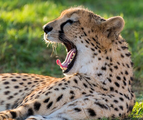 Big Cat Cheetah in a Wild Jungle