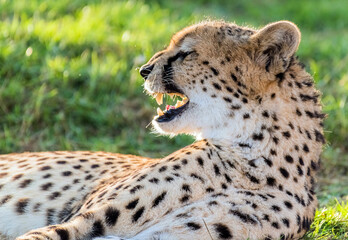 Wildlife Big Cat Cheetah or Tiger in a Jungle