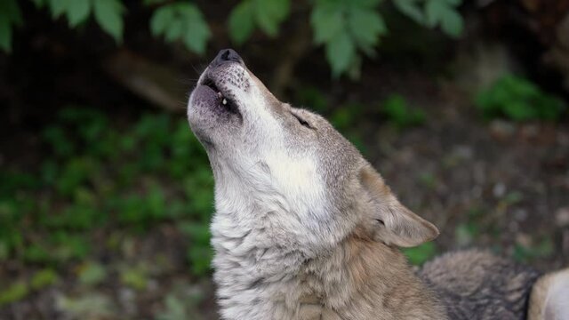 Wolf howling. Wolf in captivity in Zoo howling. Alpenzoo in Innsbruck