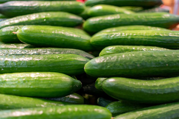 Close-up of a group of fresh green cucumbers. Organic vegetables cucumbers in the tray. Delicious cucumbers. You can use it as a background.