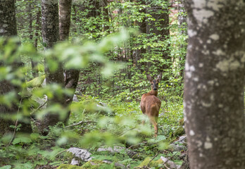 European roe deer (capreolus capreolus) photographed in the forest on the Velebit mountain in Croatia