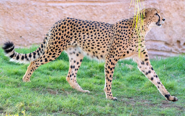 Big Cat Cheetah in a Wild Jungle