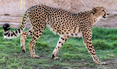 Cheeta or Tiger Walking in Junge