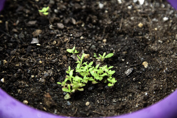 Rocket plant sprouts