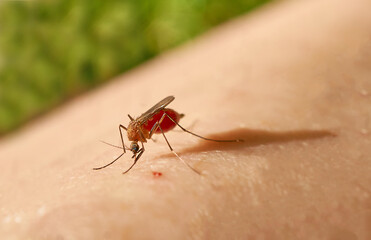 Mosquito drunk with blood sits on the human body. Mosquito bite.