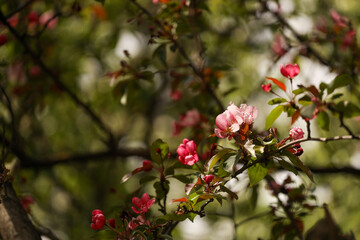 apple tree blossom