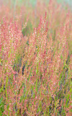 Rumex acetosella, commonly known as red sorrel, sheep's sorrel, field sorrel and sour weed