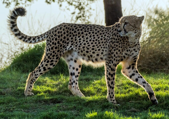 Cheeta or Tiger Walking in Junge