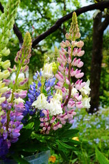 Obraz premium Violet and pink lupines flowering in the garden