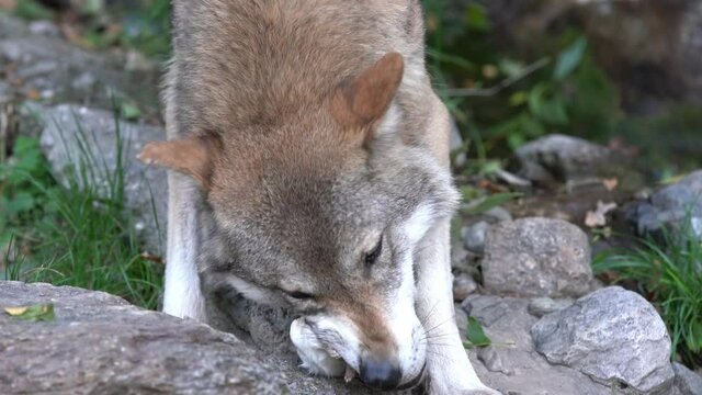 Wolf eating Rat, feeding on pray. Wolf in forest eating in captivity. Alpenzoo in Innsbruck, Austria