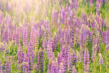 Lupinus flowers on the meadow at summer sunset time.