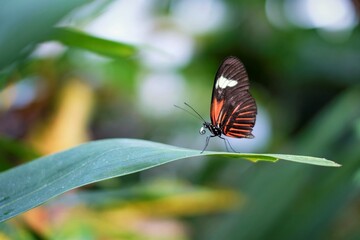 Tropical butterfly