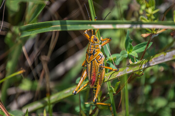 Lubber grasshopper hides in tall grass, Everglades National Park, Florida. Close up view of colorful grasshopper