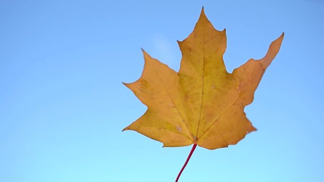 Lonely yellow maple leaf swaying on the wind. Gold leaf tree wobbles on blue sky