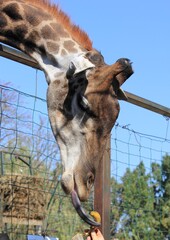 giraffe's long tongue