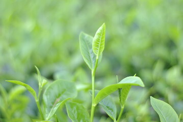 Fototapeta na wymiar Green tea buds and fresh leaves. Tea plantations in Sidamanik. Pemantang Siantar. Indonesia