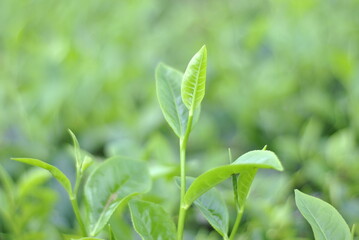 Green tea buds and fresh leaves. Tea plantations in Sidamanik. Pemantang Siantar. Indonesia